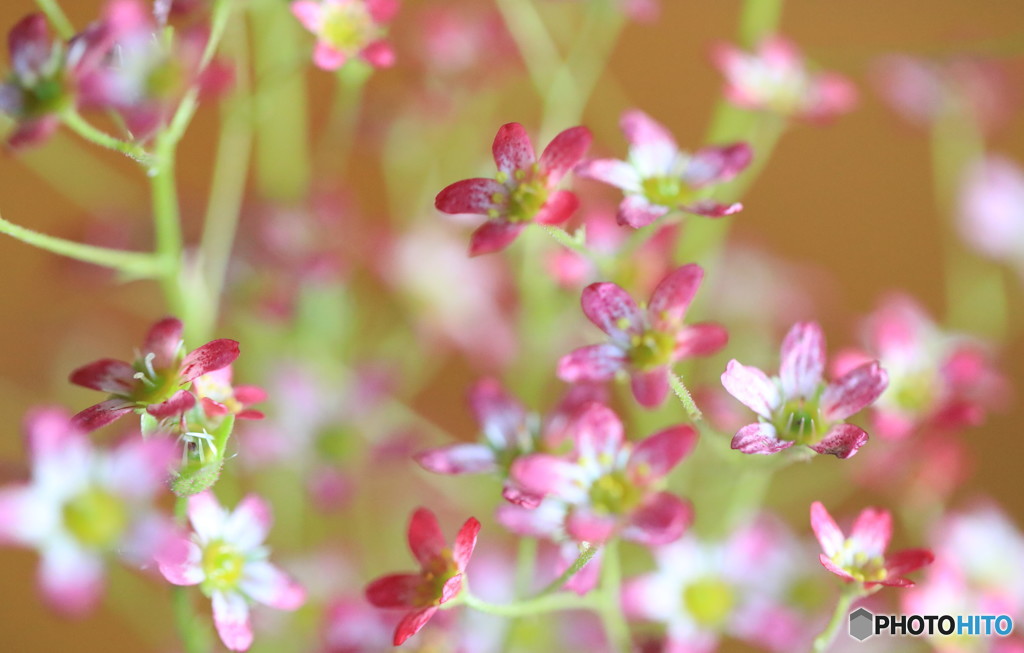小花