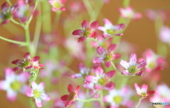 小花