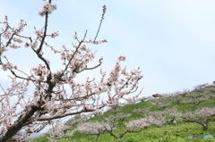 2016梅