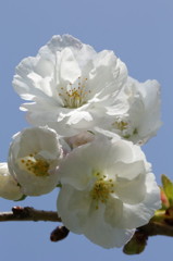 梅花