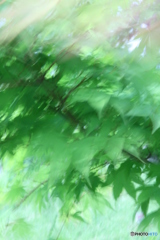 グリーン