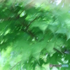 グリーン
