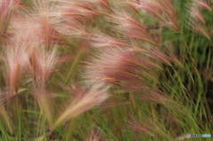 風