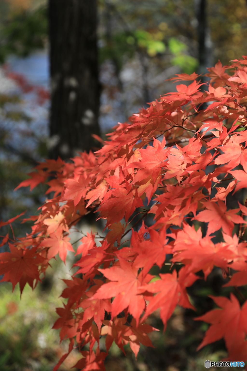 紅葉