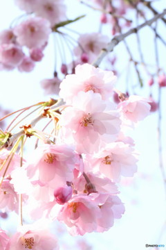 sakura咲く