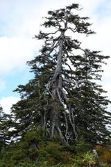 神仙沼の老木