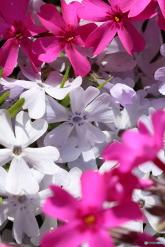 花はな