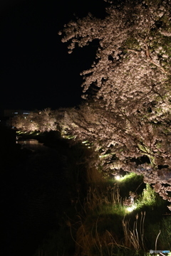 夜桜