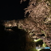 夜桜