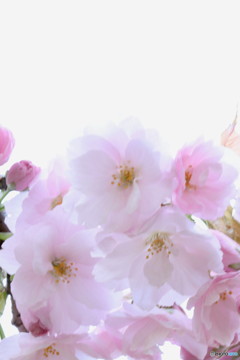 北の桜