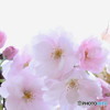 北の桜