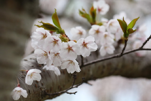 sakura桜