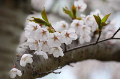 sakura桜