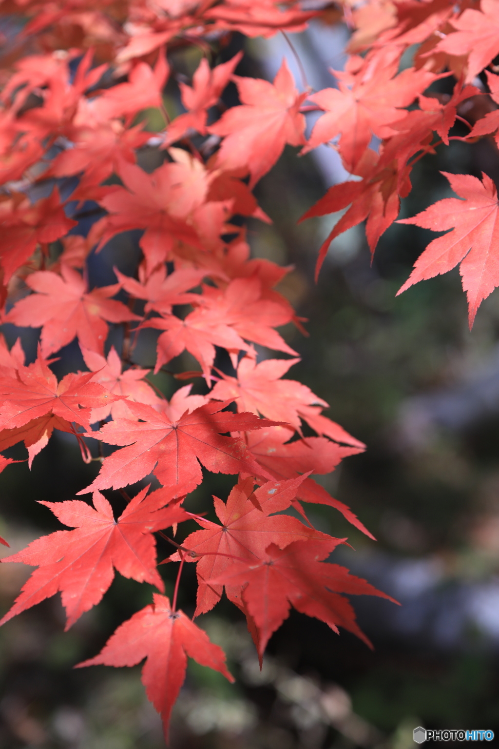 紅葉ⅰ