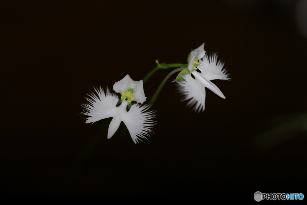 サギ草