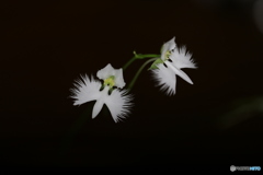 サギ草
