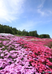芝桜2017