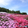 芝桜2017