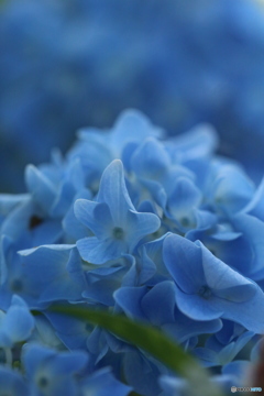紫陽花