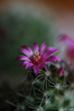サボテンの花
