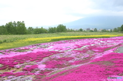 芝桜