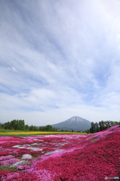 芝桜