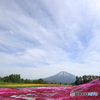 芝桜