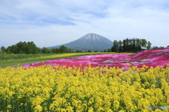 初夏の羊蹄山