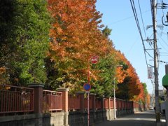 箱崎九州大学塀　取り壊されるのだろう