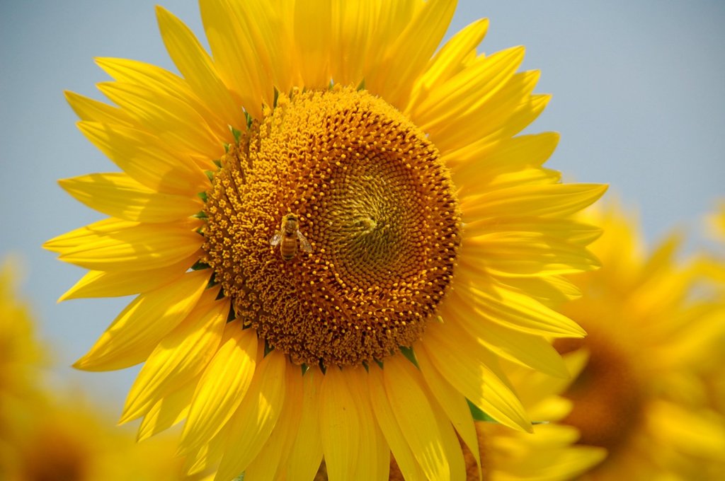 夏だ、ひまわりだ