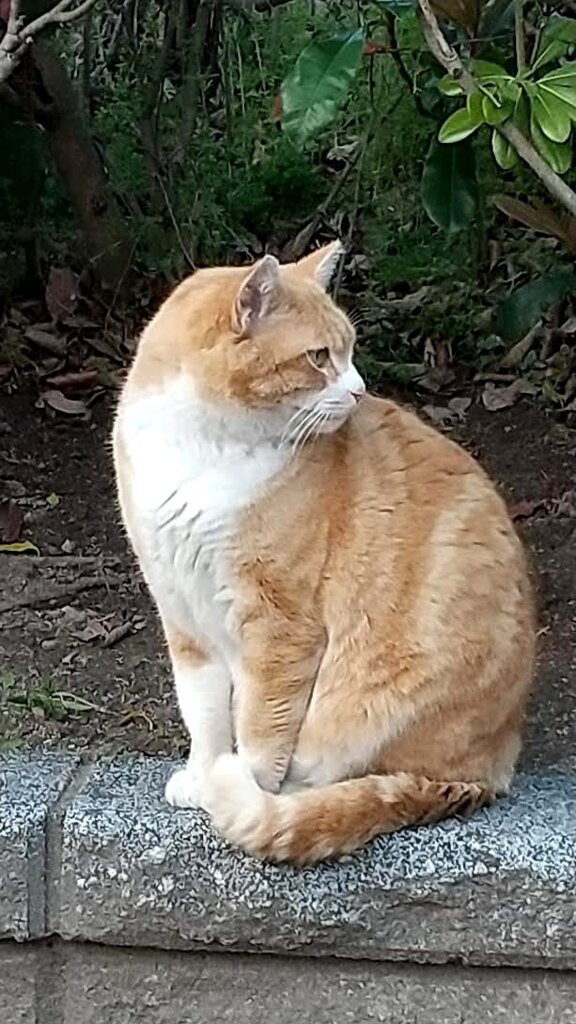 見返り猫