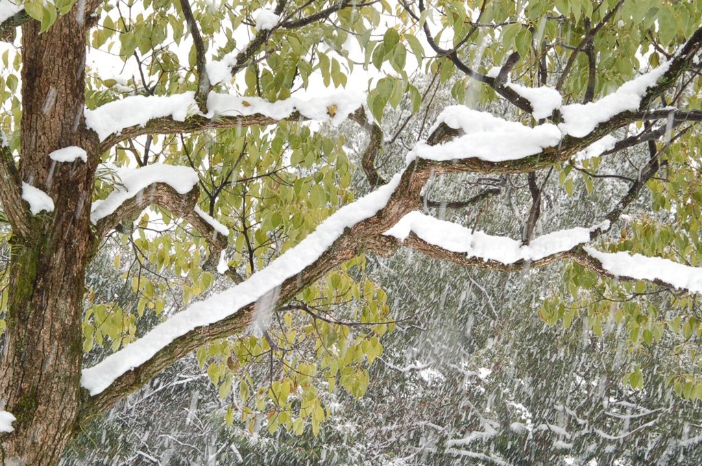 雪の枝