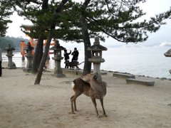 宮島の鹿