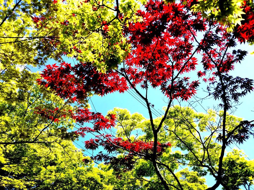 初夏の木々