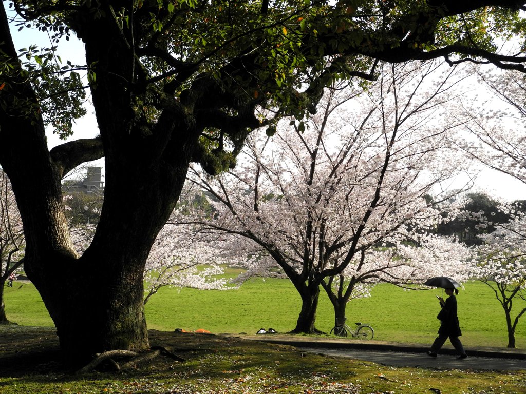 楠と桜と傘さす人