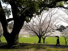 楠と桜と傘さす人
