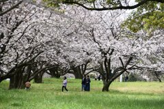 花見に来ました