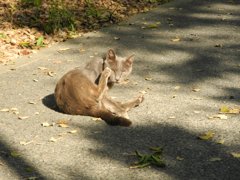 にらむ　こわい