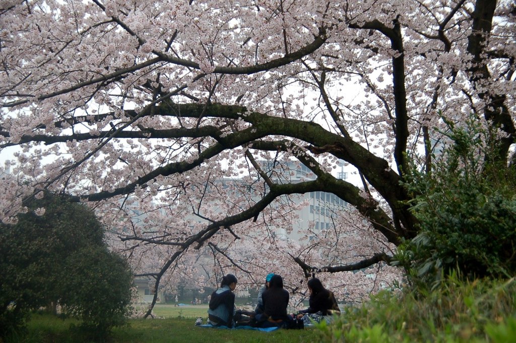 花見
