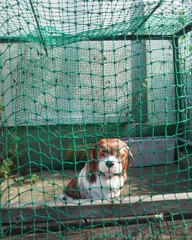 ごみ見守り隊犬