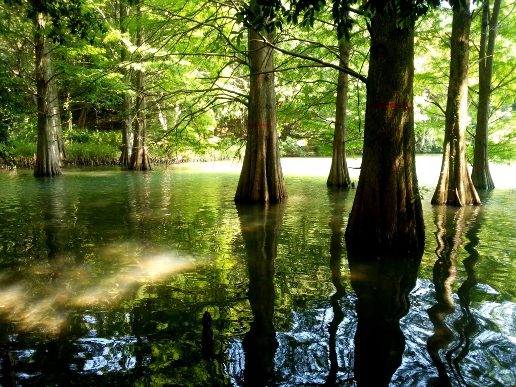 水に生える巨木