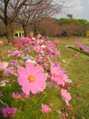 コスモス咲いてます