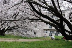 桜のしたの母子