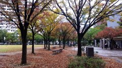 公園の紅葉