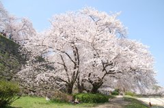 大桜