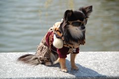 我が輩は犬である