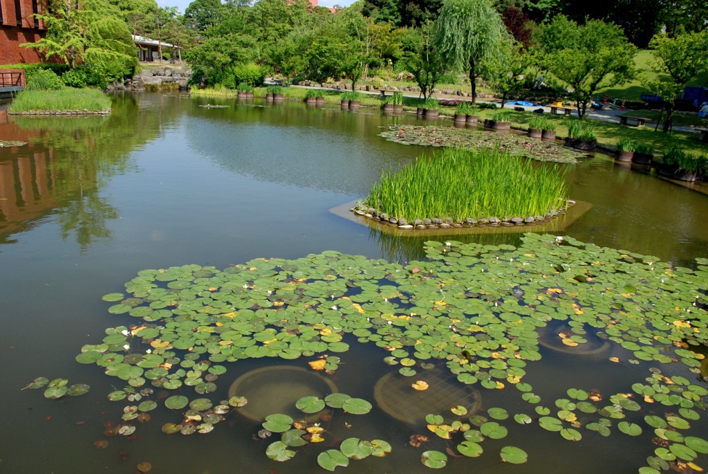 蓮の池
