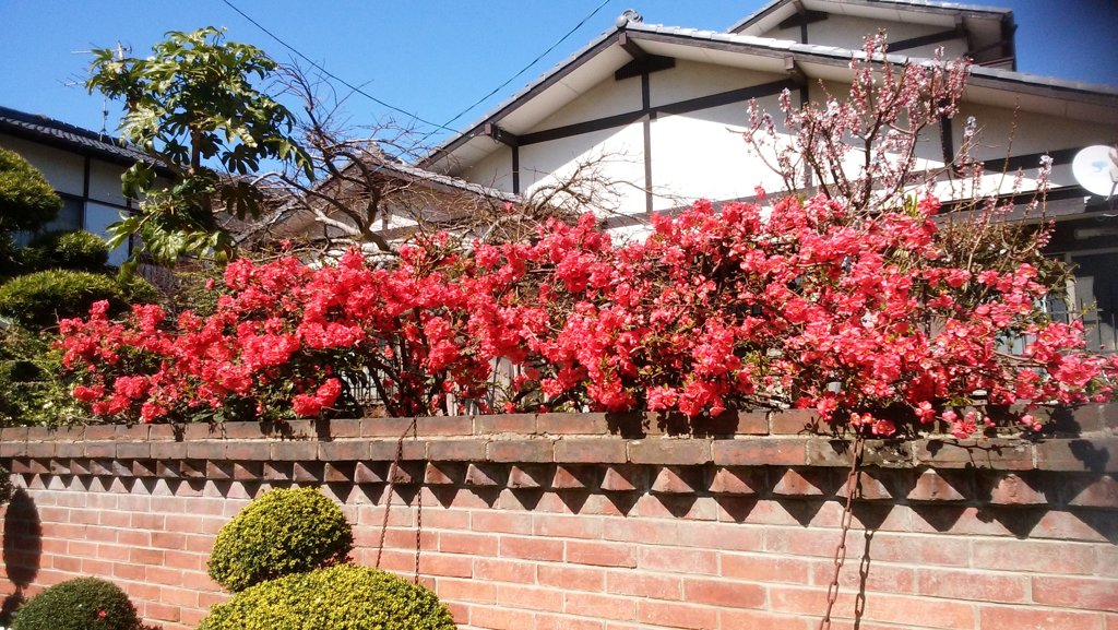 木瓜（ぼけ）の花が真っ赤にさいてます
