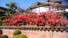 木瓜（ぼけ）の花が真っ赤にさいてます