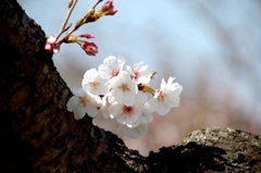桜